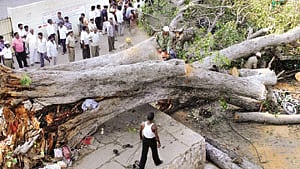 Firemen with BBMP officials clearing the huge peepal tree which fell in Nagashettyhalli on Saturday killing a man. 