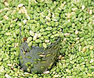 Harvested avarekai.