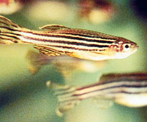 Zebrafish aplenty in city lakes