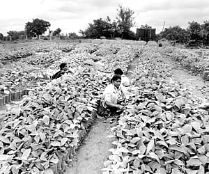 AP likely to be top teakwood producer