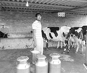 C handrasekhar Reddy in his dairy farm at Nustulapur in Karimnagar district.| Express Photo