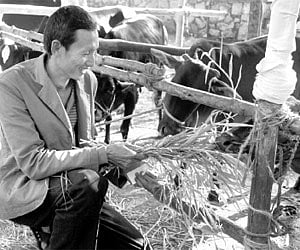 Sindavid near the cows brought for the exhibition as part of the workshop on natural farming which began at Gandhi Bhavan on Wednesday.