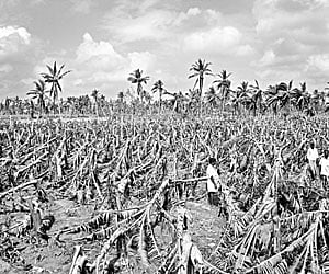 Gone with the wind: A destroyed banana farm at Ramapuram village