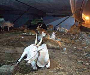 Cows stay under the Koyambedu bridge during night time.