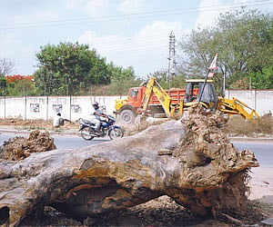 Suranjan Das Road is likely to lose all its trees | nagaraja gadekal