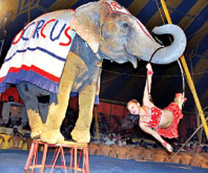 A circus artiste performing at the Rambo International Circus at Nampally Exhibition Grounds in Hyderabad on Wednesday