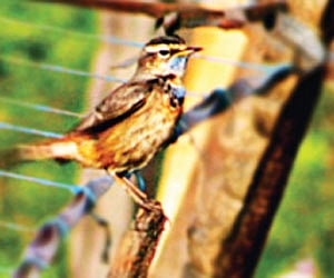 Rare bird sighted; but bad sign