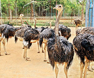 Ostrich tales from the outskirts