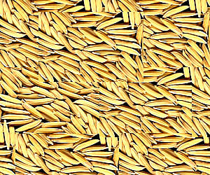 The department is currently working to determine how many farmers may have been sold spurious seeds. 