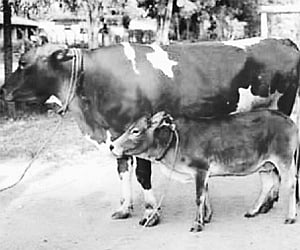 What have you done to the cow?