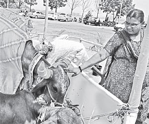 (Left) A cow with her calf at the Desi Cow Utsav at the People’s Plaza on Wednesday (above) A devotee pats a cow at the same venue | RVK Rao