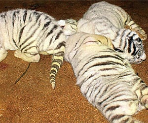 The three white tiger cubs born at the  Arignar Anna Zoological Park in Vandalur on Thursday.