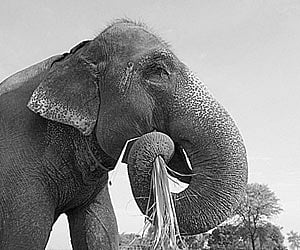 Elephant herd destroys sugarcane, paddy fields