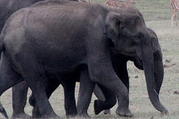 Spa for elephants