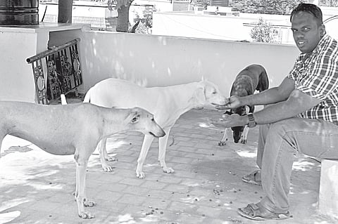 Veterinarian aims at popularising native breeds of dogs