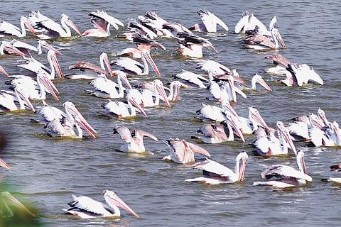 Hebbal Lake, a haven for migratory birds