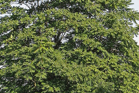 A tree of solace for cancer patients