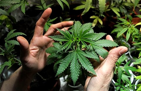 New Light on Marijuana's Anxiety-relief Effects