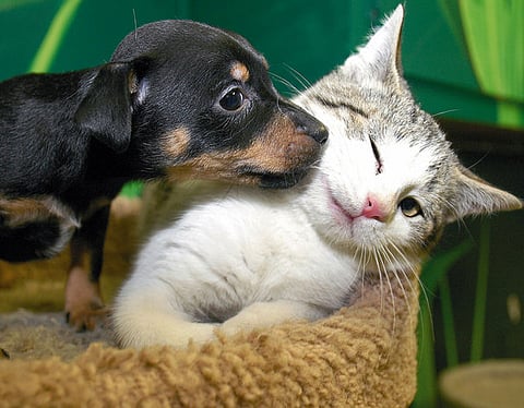 Why Cats are More Independent Than Dogs Found