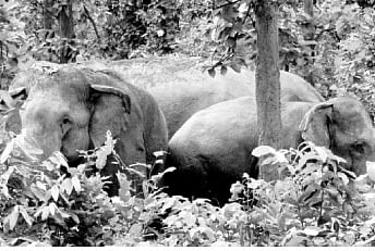 Elephants damage 150 acres of paddy crop in Sambalpur
