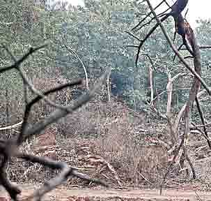 Trees make way for pond in Guindy National Park