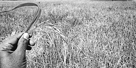 Restarting Rabi Crop will Help Stabilise Price 
