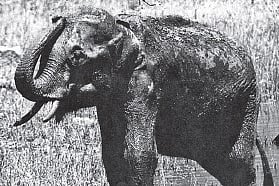 Of Myths and Legends: The ‘Kallana’ Story