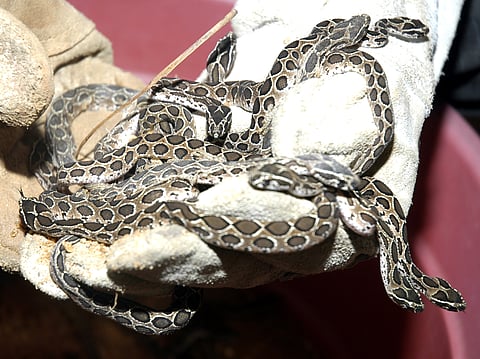 Snakes on verge of extinction as poison trade flourishes