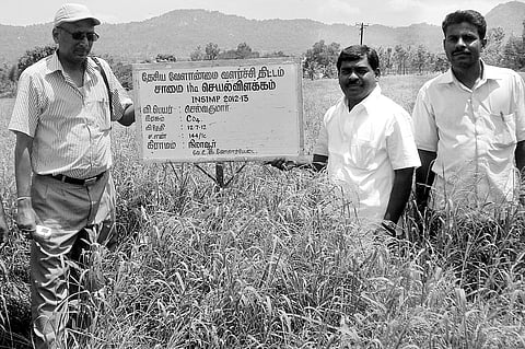 Samai cultivation attracts fresh interest in hill villages