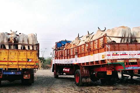 Cattle-class trafficking soars