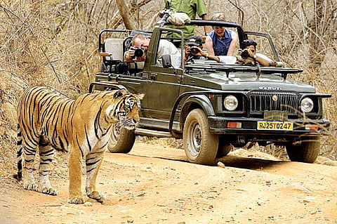 An ID for every tiger