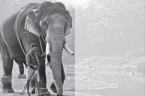 The jumbo tale