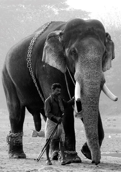 The jumbo tale