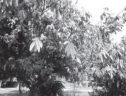 Ashoka's liver-protective properties unearthed