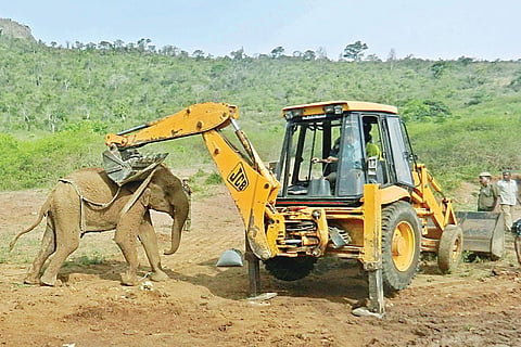 30-hour jumbo operation saves calf from farm pond