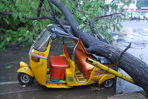 Rain uproots 35 trees, disrupt traffic in city