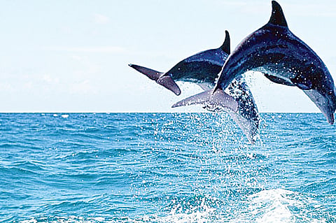 GCDA scraps Dolphinarium project