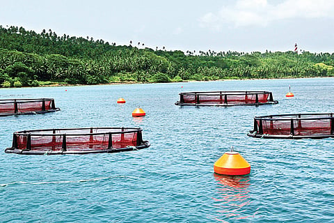 Marine biotech group develops open sea cages for fish stocks