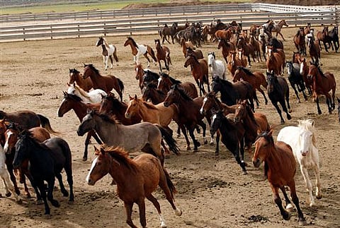 Fertility drugs, nature better than horse roundups
