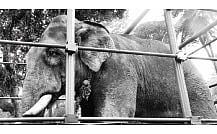 Rogue elephant tamers not paid wages