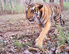 Bhadra earns its stripes, tiger numbers rise in two years