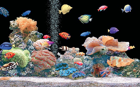 Aquariums Can Lower Blood Pressure, Improve Mood