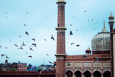 An Ode to the Capital's Avian Beauties