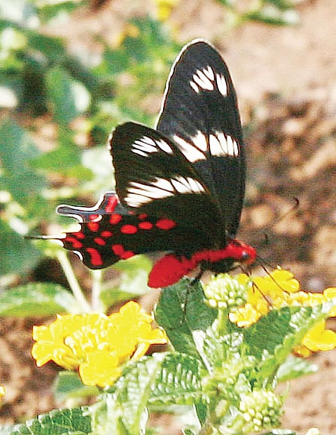 Butterfly Park Adds Colour to Nandankanan