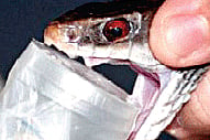 Anti-Snake Venom Deficit Bites Govt Hospitals