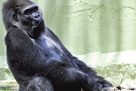 Polo, India's Only Gorilla, Dies at Mysore Zoo 
