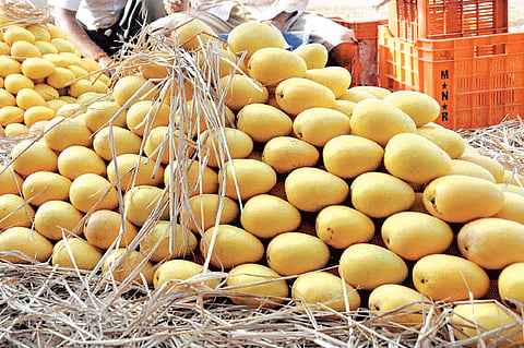 For the Love of Mango 