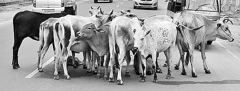 Civic body plans two cattle pounds for south zone of city