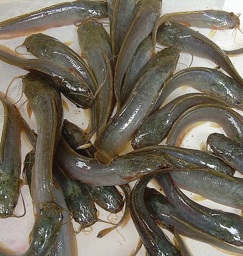 Fed on Waste, Fish Preys on Health in Andhra