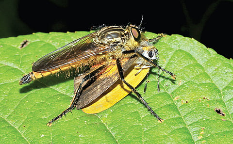 The Thieving Robber Fly